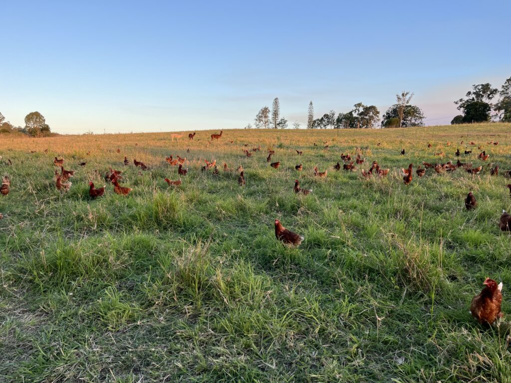 Where Happy Hens and Healthy Land Meet: Life at Brackentelle Pastured Eggs